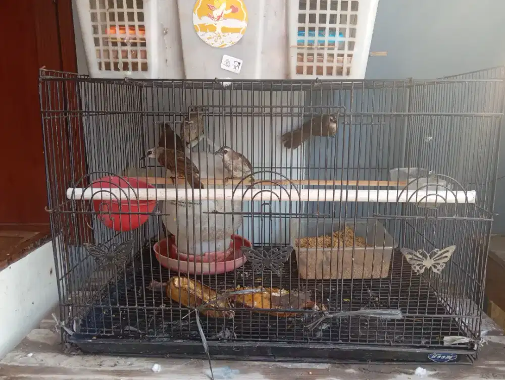 Burung Trucuk dan kutulang