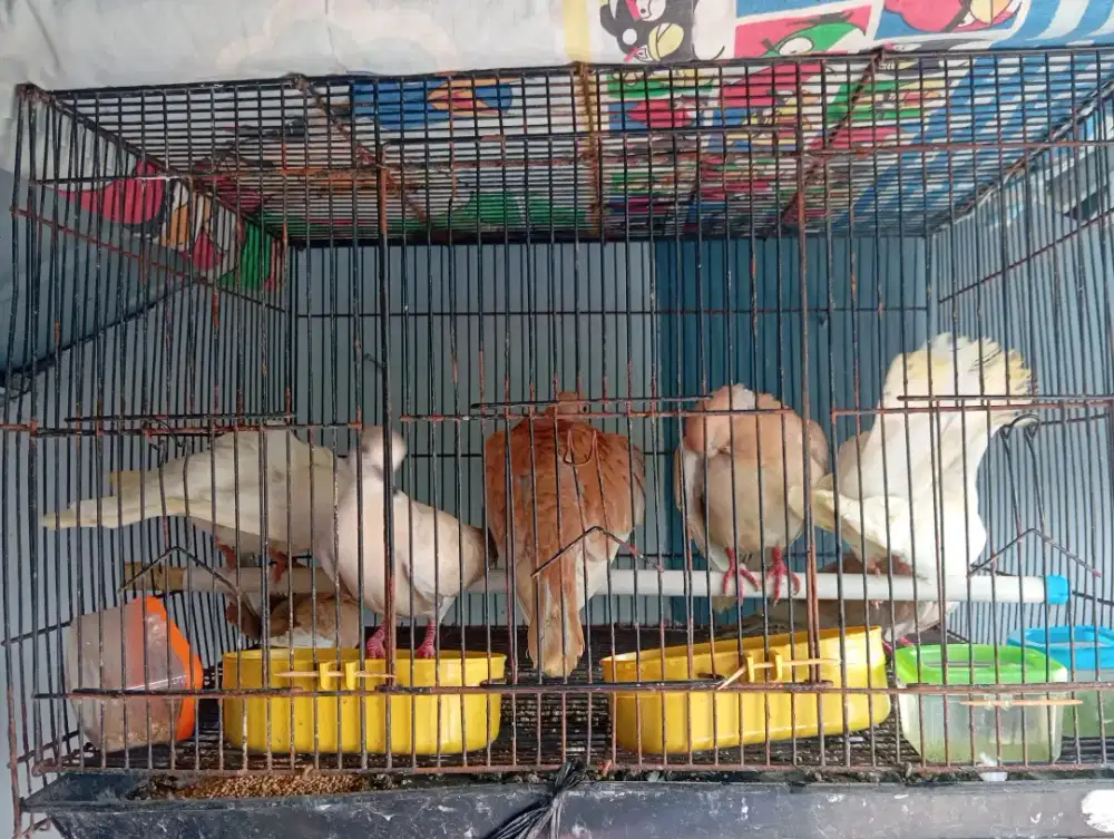 Burung puter pelung, Londo dan putih