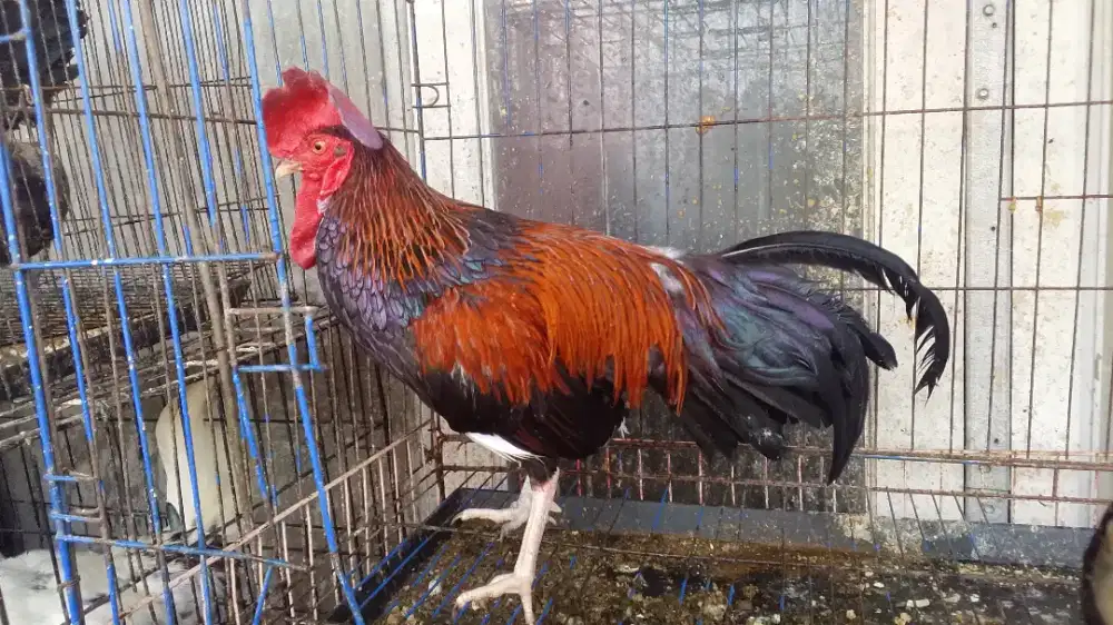 Ayam bekisar merah