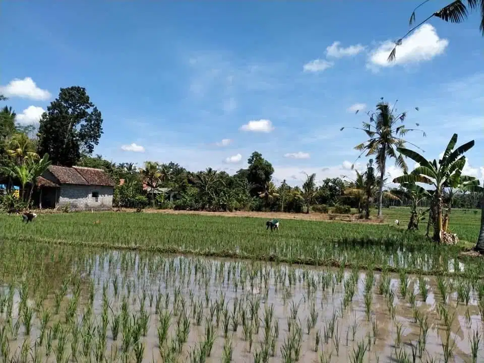 Jual cepat tanah,lokasi dekat jalan raya
