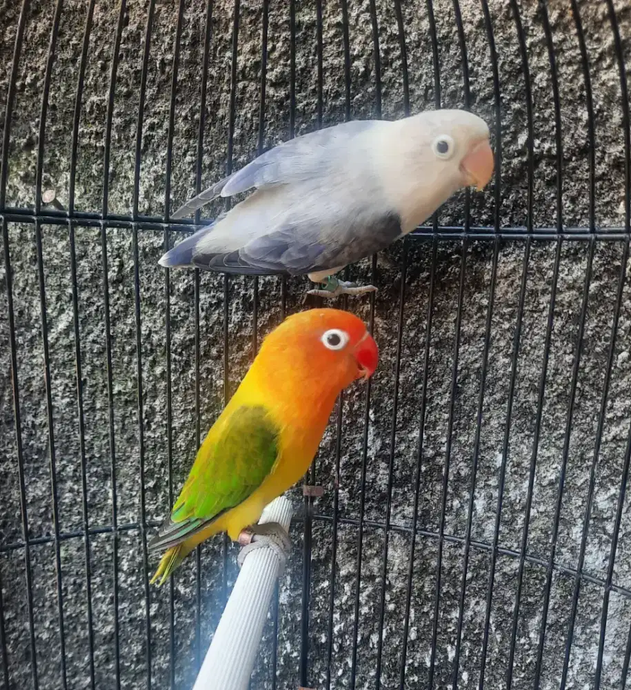 Pasangan Induk Lovebird Biola Euwing Green X Biola Euwing Violet