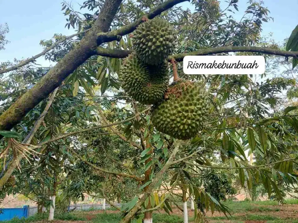 Jual Murah Kebun Durian Musangking di Desa Tegal Wangi Bogor