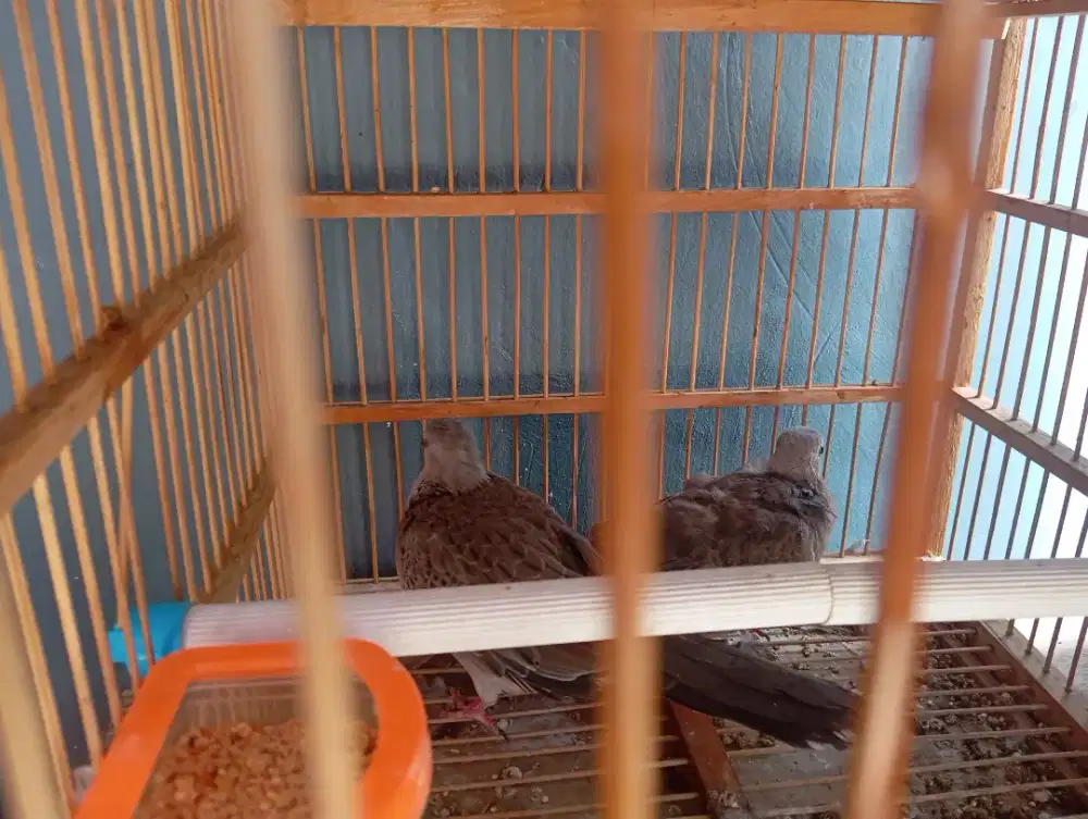 Burung Tekukur hutan