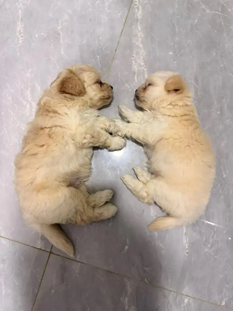 Anak anjing maltipoo