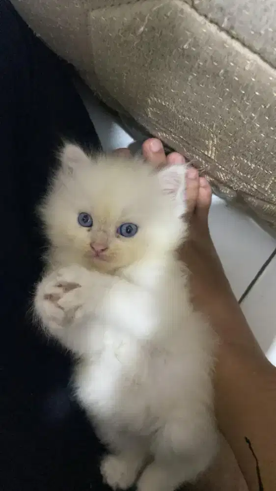 Kucing kitten persia
