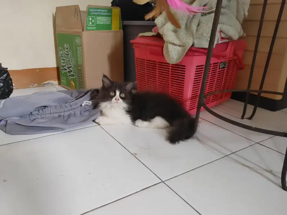 Kucing kitten persia 4 ekor / himalaya / anggora / flatnose / peaknose