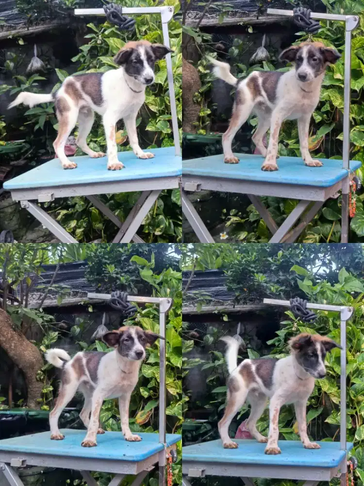 Mix Breed Chihuahua Long Hair x Mix Breed