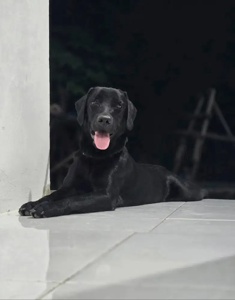 Cari Tuan Baru Labrador Retriever