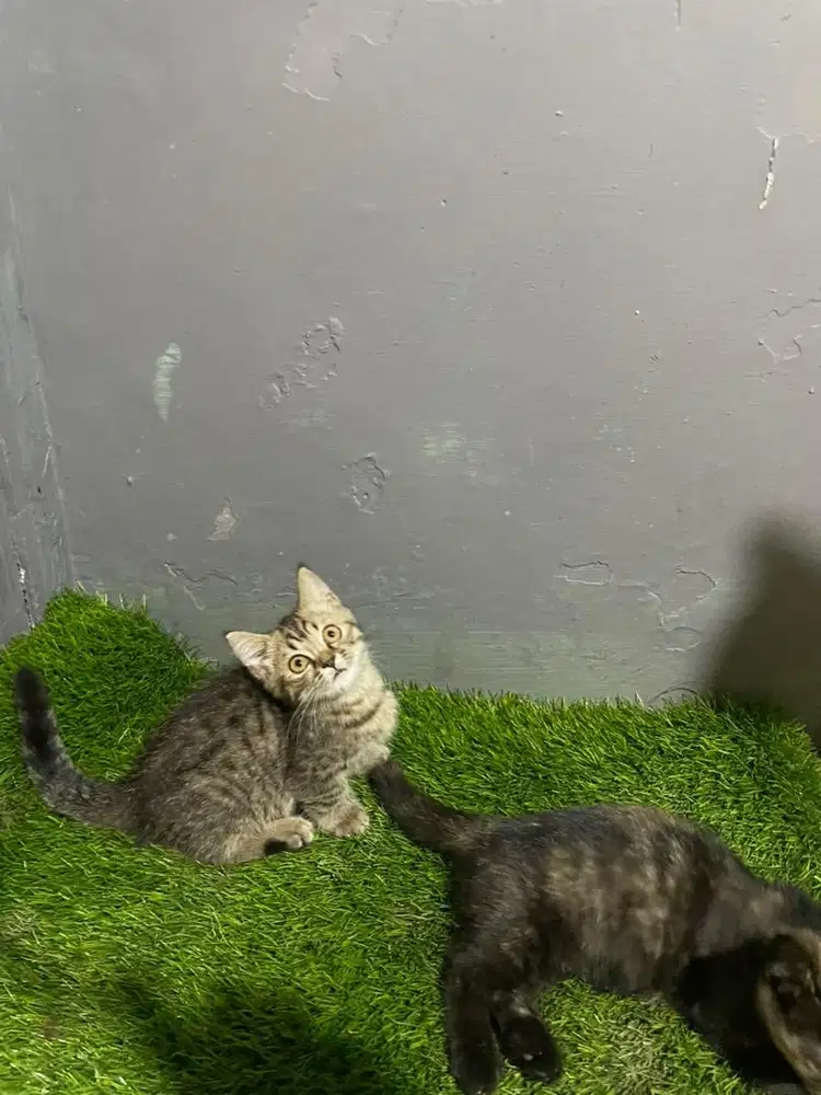 Munchkin BSH Betina 3bln
