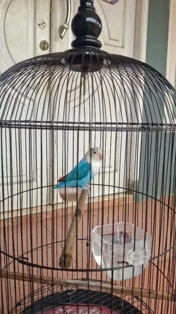 Lovebrid biola blue