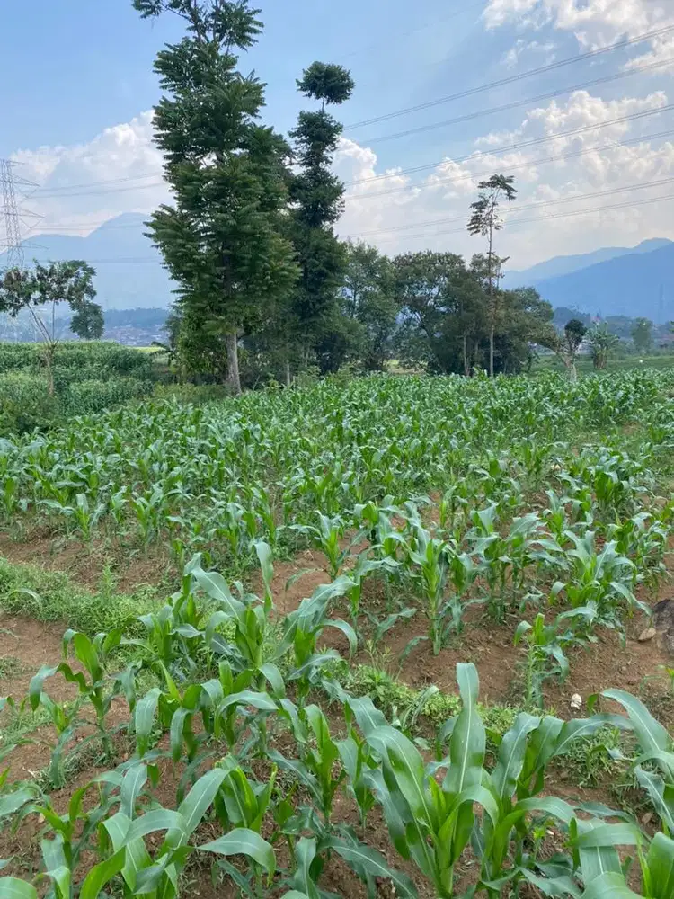 Dijual tanah /sawah pinggir sungai cigereuh batureok