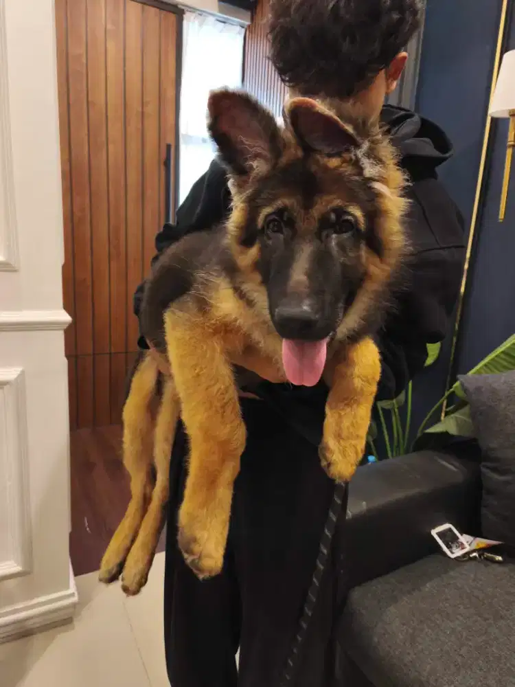 Anjing Herder German Shepherd Stb umur 4 bulan, Long hair, Bongsor