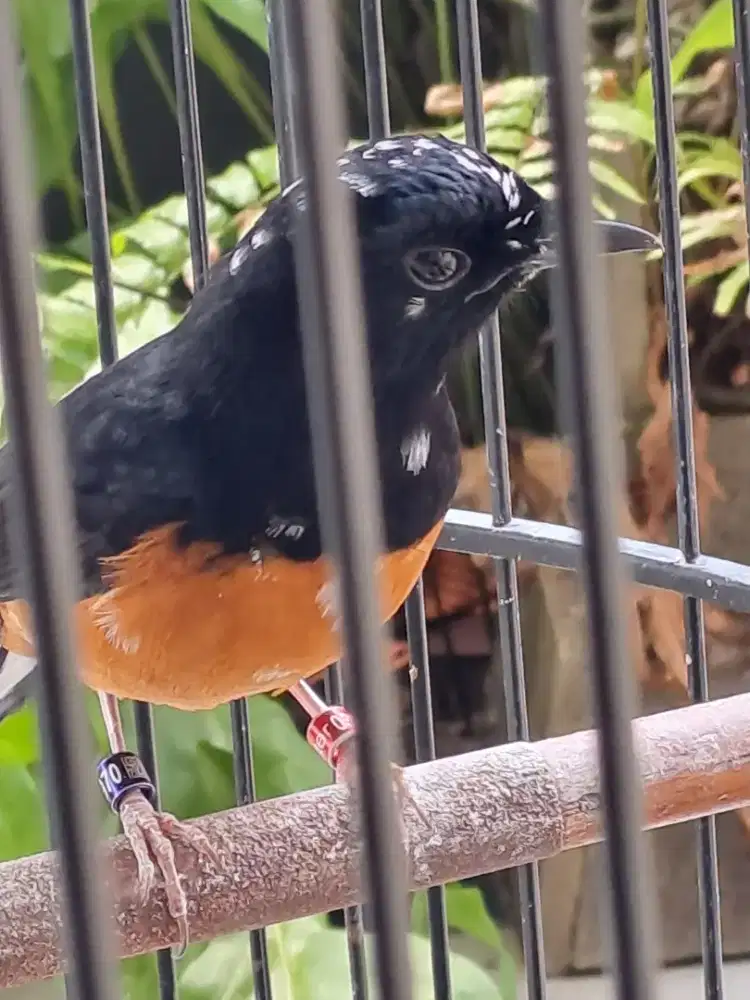Murai medan blorok