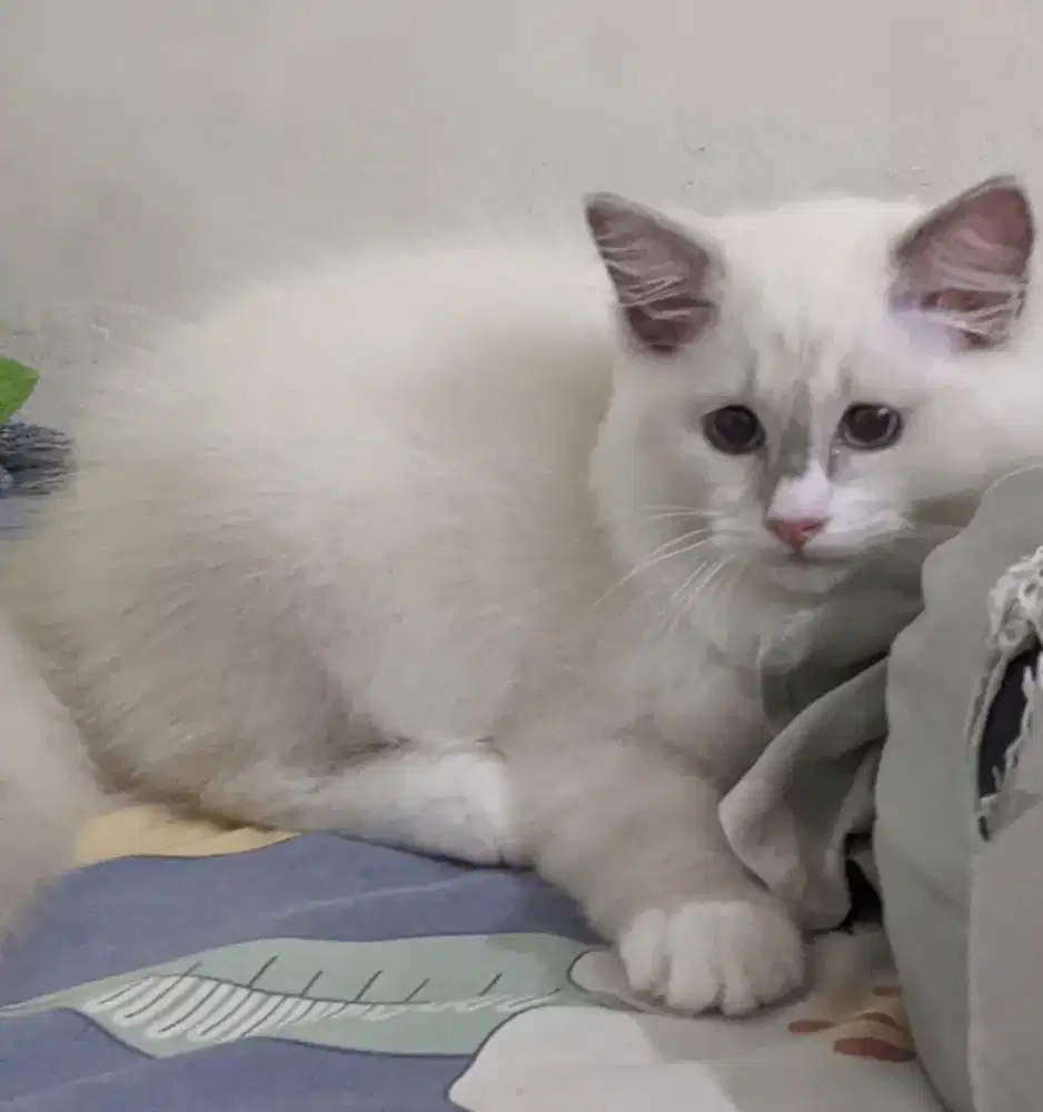Kucing kitten ragdoll blue bicolor jantan