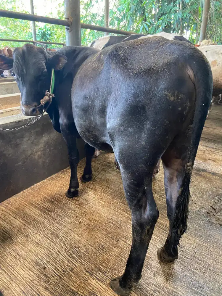Sapi Qurban Black Angus