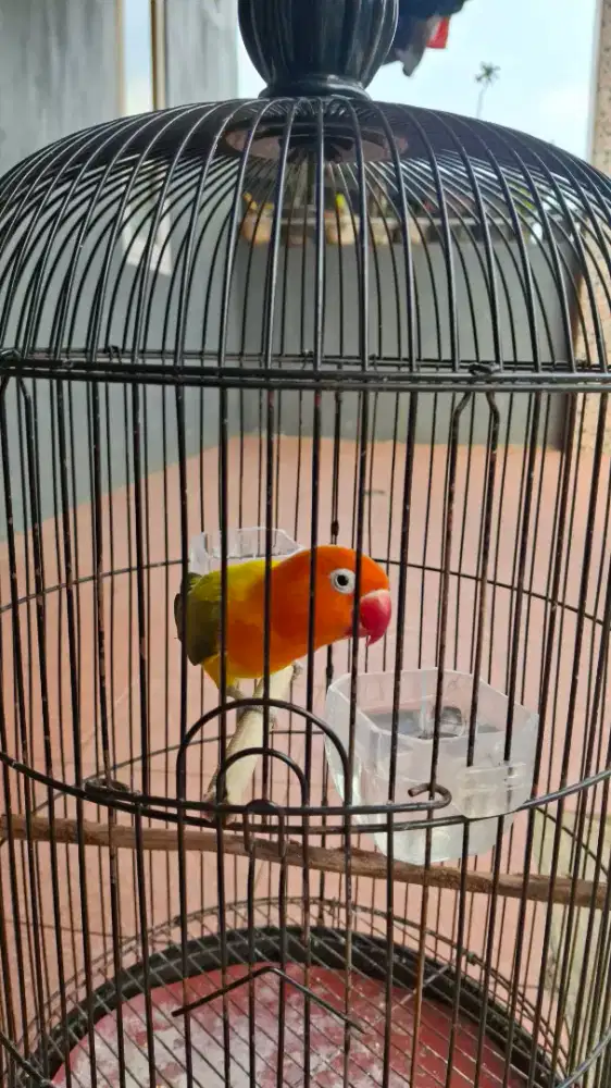 Lovebrid  Biola ewing gold