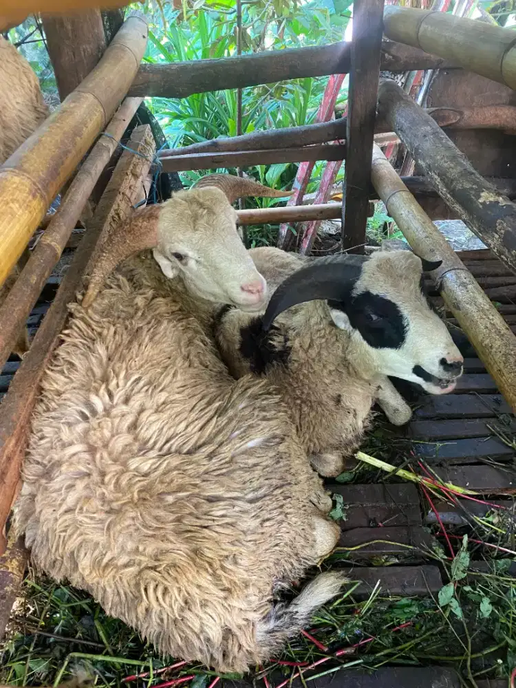 Domba Jantan untuk Qurban