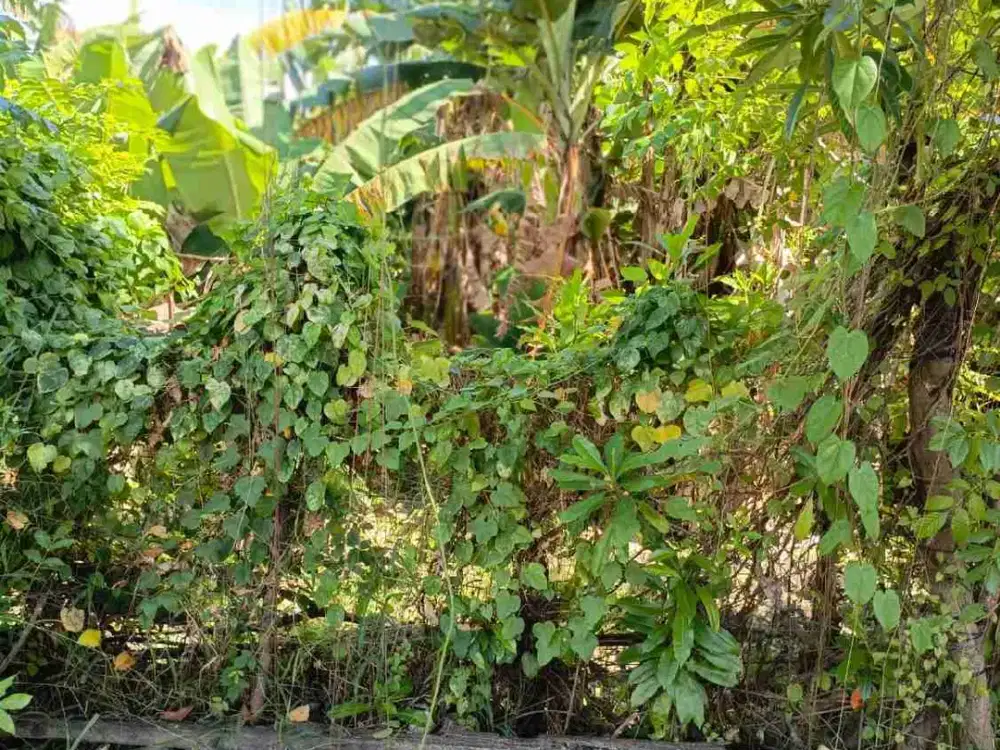 tanah jalan Tukad Balian Denpasar selatan bali