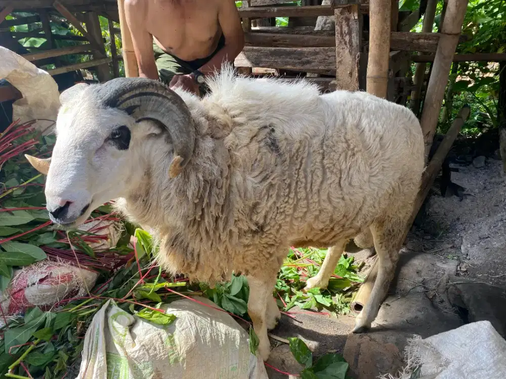 Domba Jantan untuk Qurban