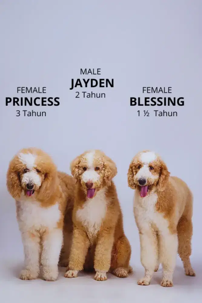 Sale indukan Giant poodle