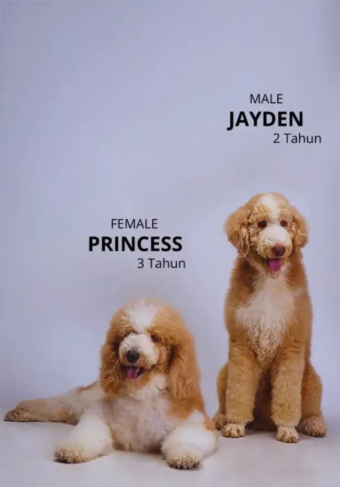 Sale indukan Giant poodle