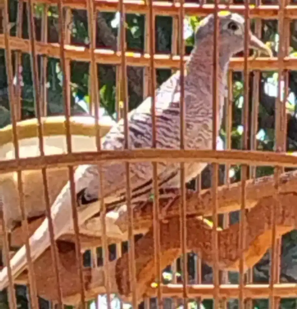 Jual burung perkutut golden ORI gacor suara ulem dan murah