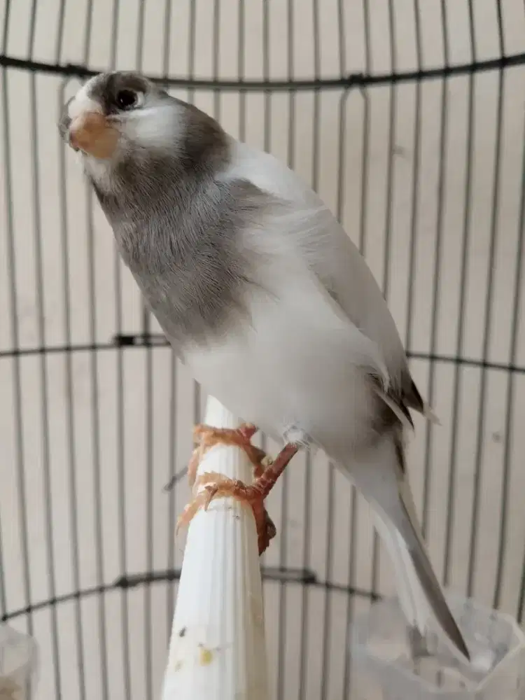 Burung kenari gacor atas bawah seri AF