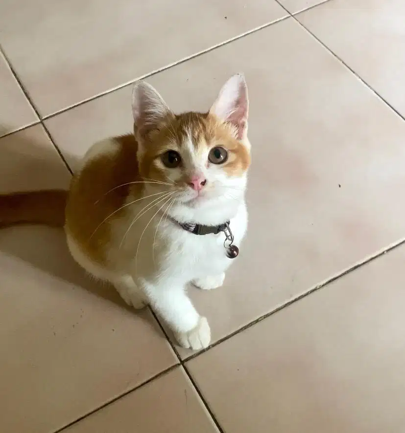 KITTEN PERSIA MIXDOM LUCU