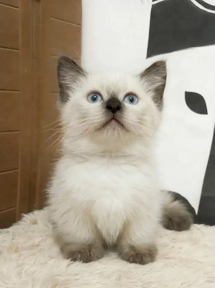 munchkin Himalaya Jantan