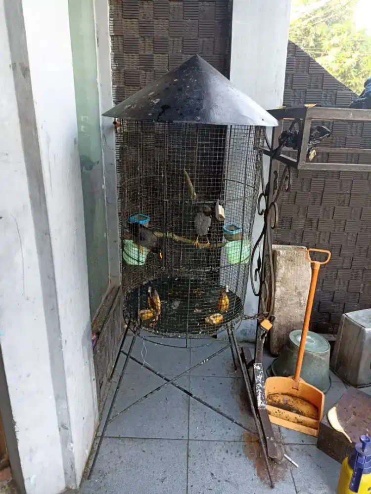 Burung jalak kebo dan kandang