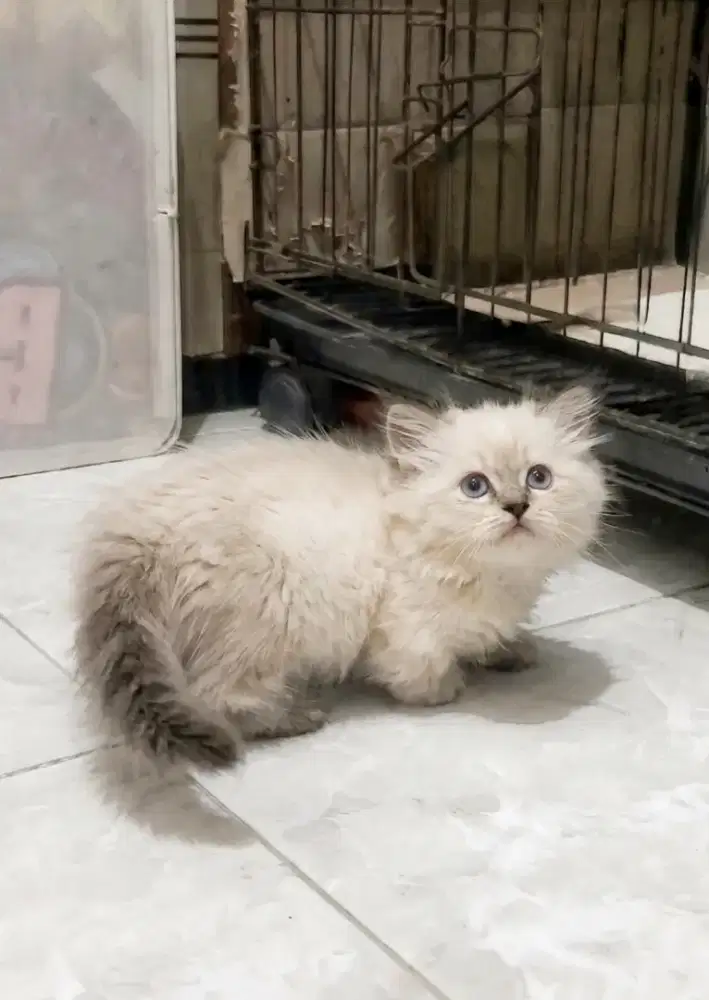 Munchkin Himalaya Betina
