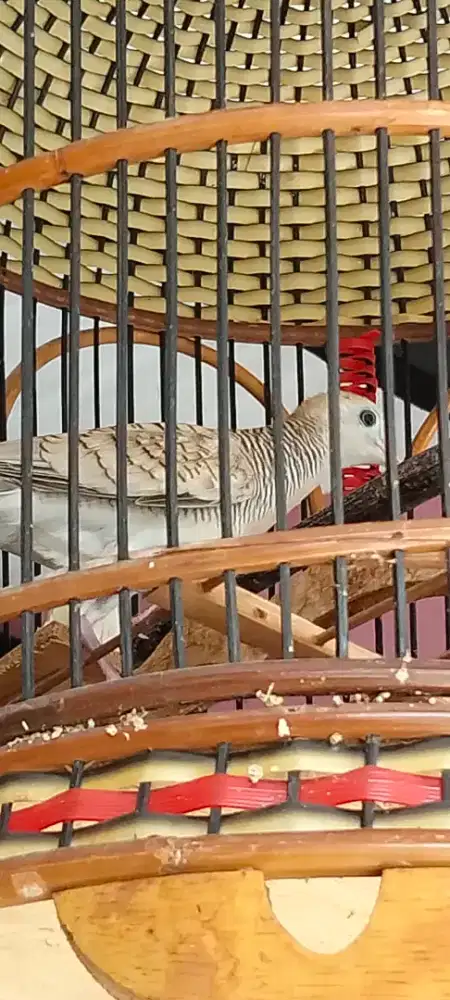 Jual burung perkutut silver mata merah suara ngebas dan keras murah