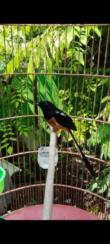 Murai batu blorok