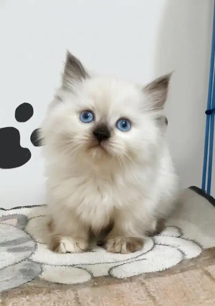 Munchkin Himalaya Betina