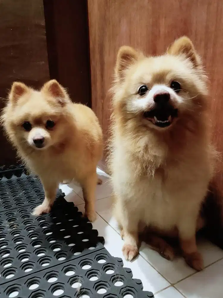 Anjing ras minipom
