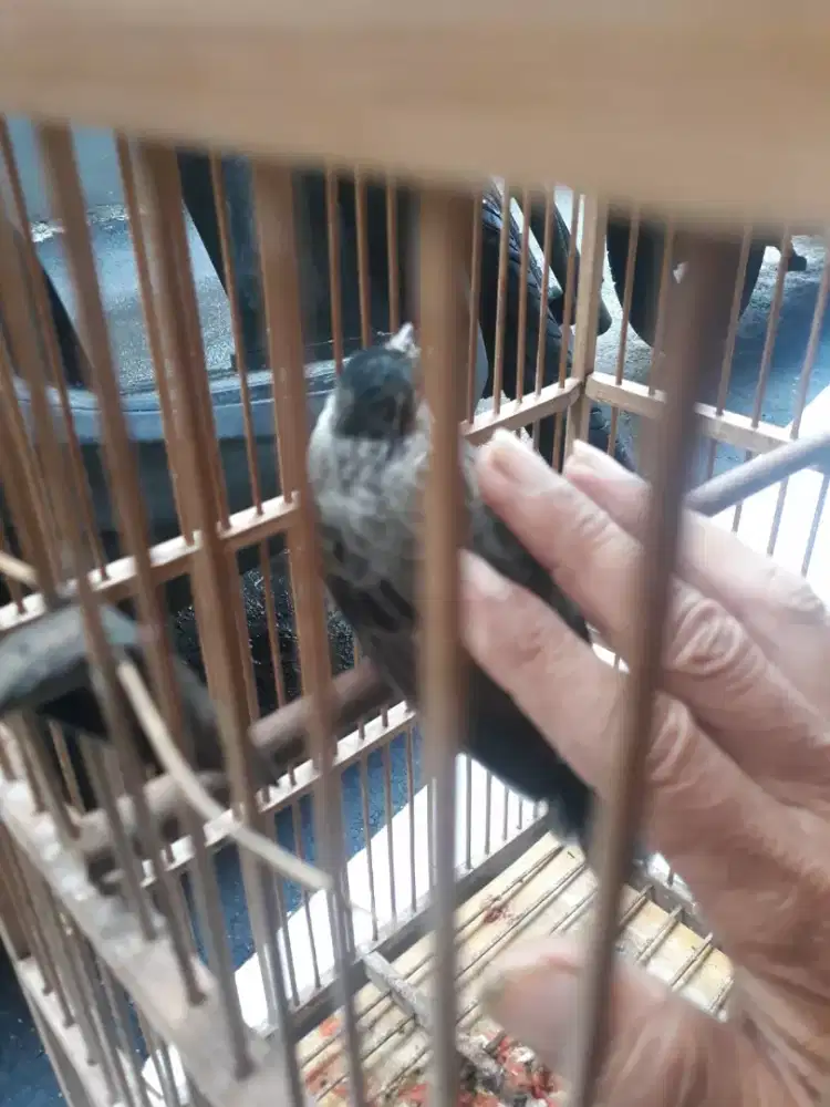 Kutilang jinak masih muda