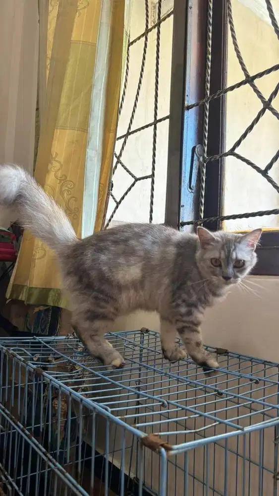 Kucing persia calico