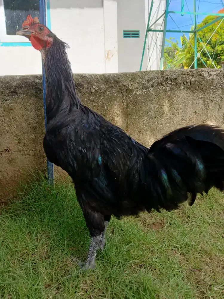 Ayam Kampung Petelur Autralorp