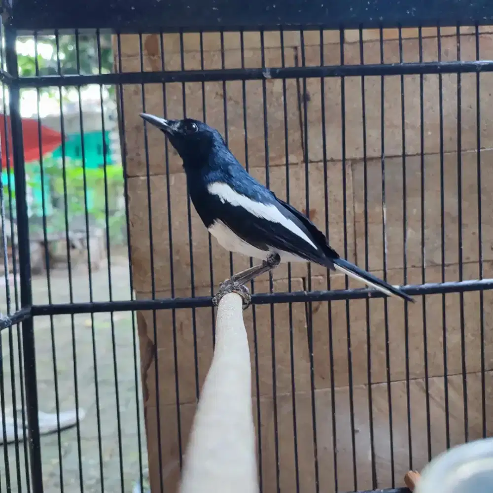 Jual burung kacer