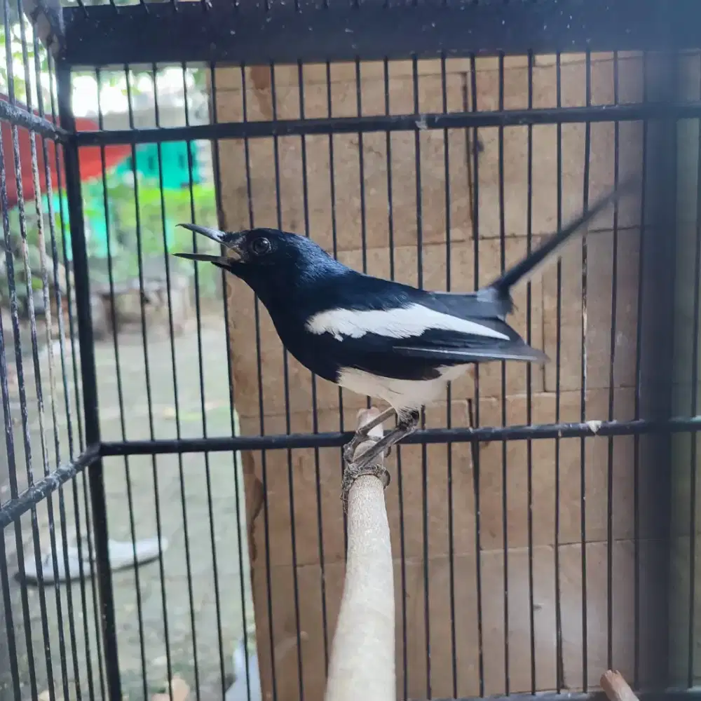 Jual burung kacer