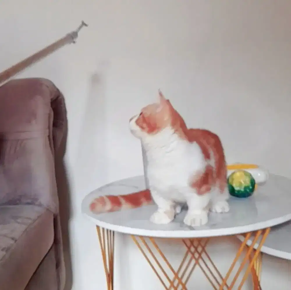 Kucing Munchkin Jantan 5 bulan