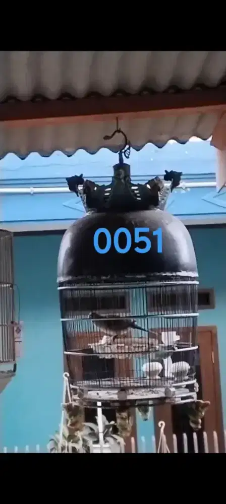 Burung Perkutut Bangkok Jantan