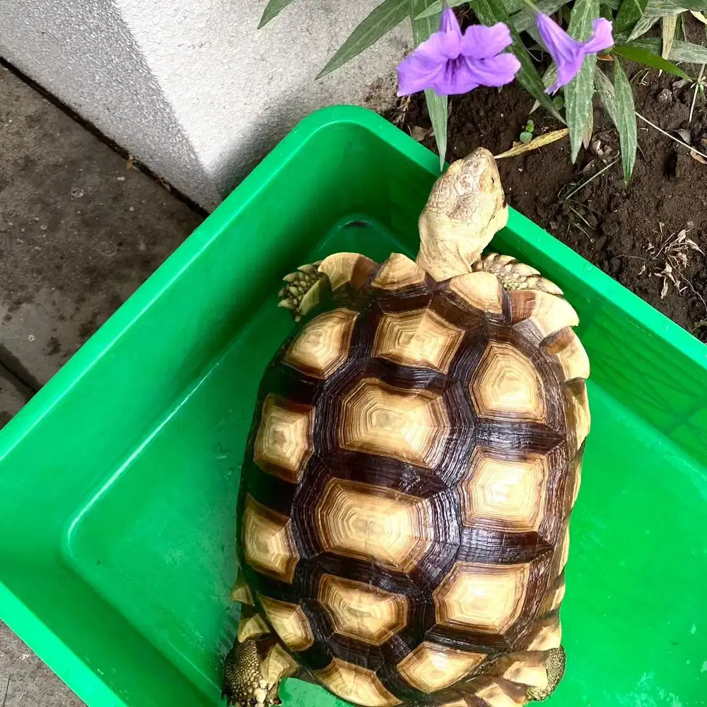 Kura Kura Sulcata 35 cm