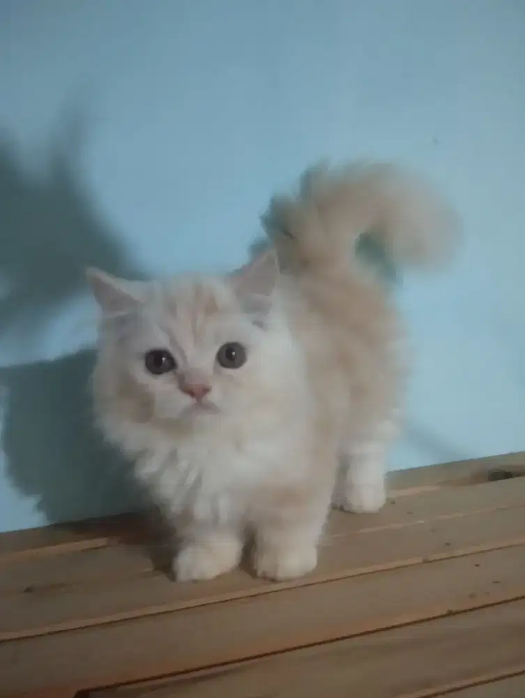 Munchkin longhair kitten jantan