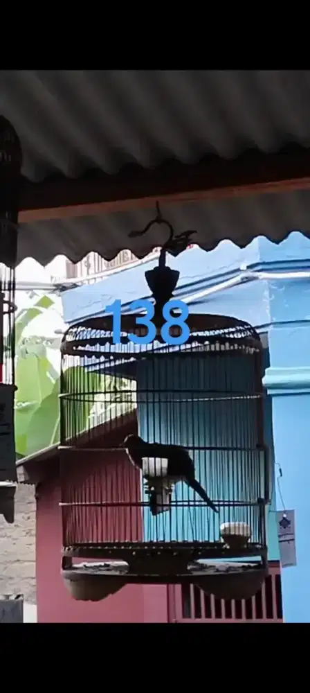 Burung Perkutut Bangkok Jantan