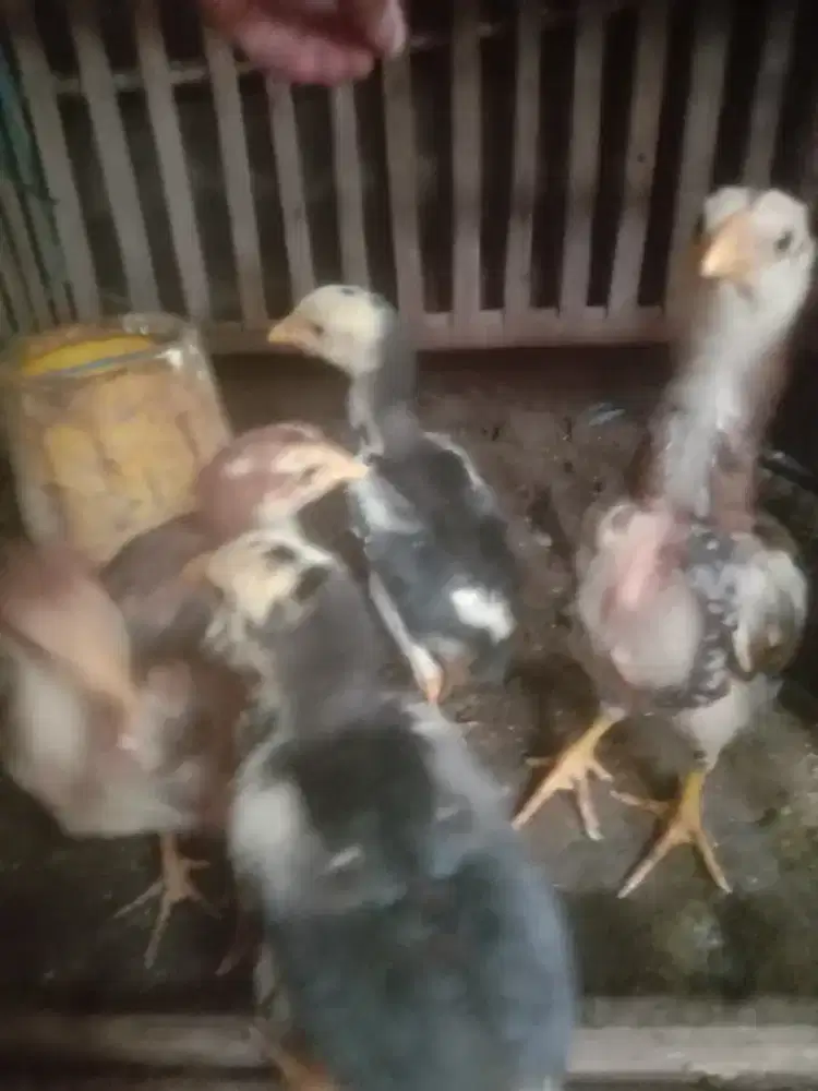 Anak ayam shamo mantap induk pejantan tertera Monggo murah