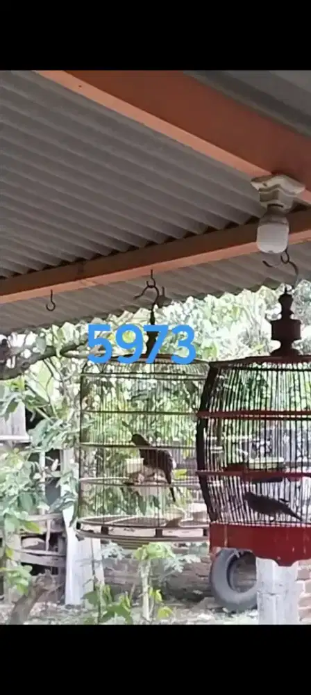Burung Perkutut Bangkok Jantan