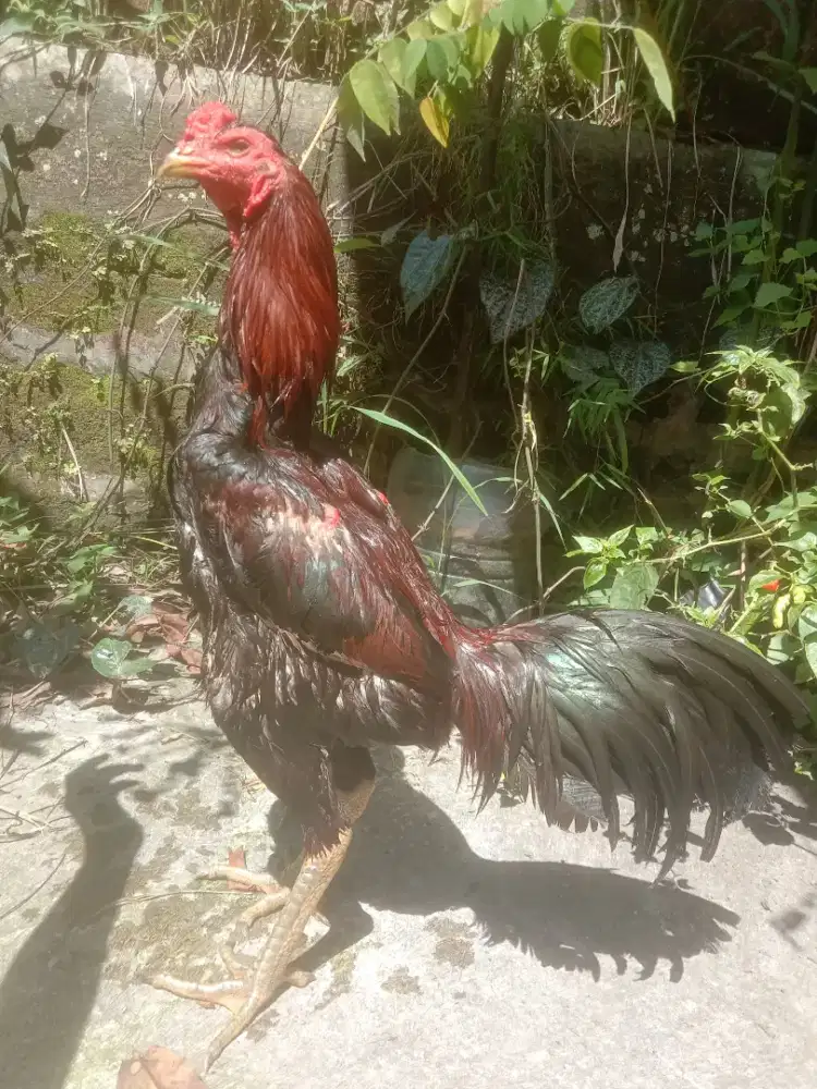Ayam magon pakhoy udah win pukul ko vidio ada murah Monggo jos