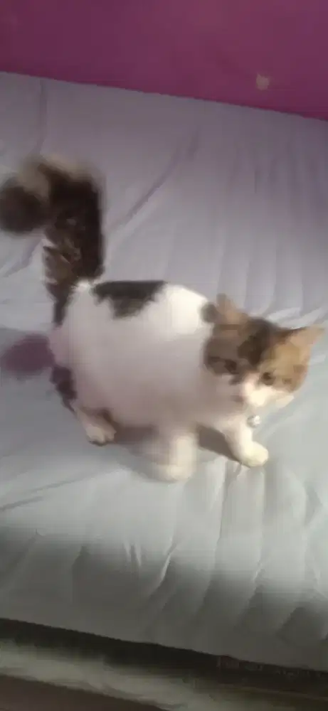 Kucing Persia betina lucu jinak pintar bagus mantap