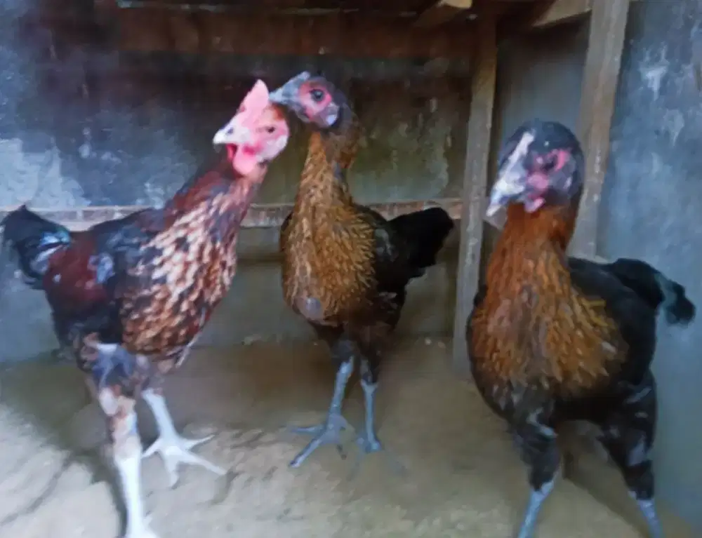 AYAM PELUNG 3 BULAN